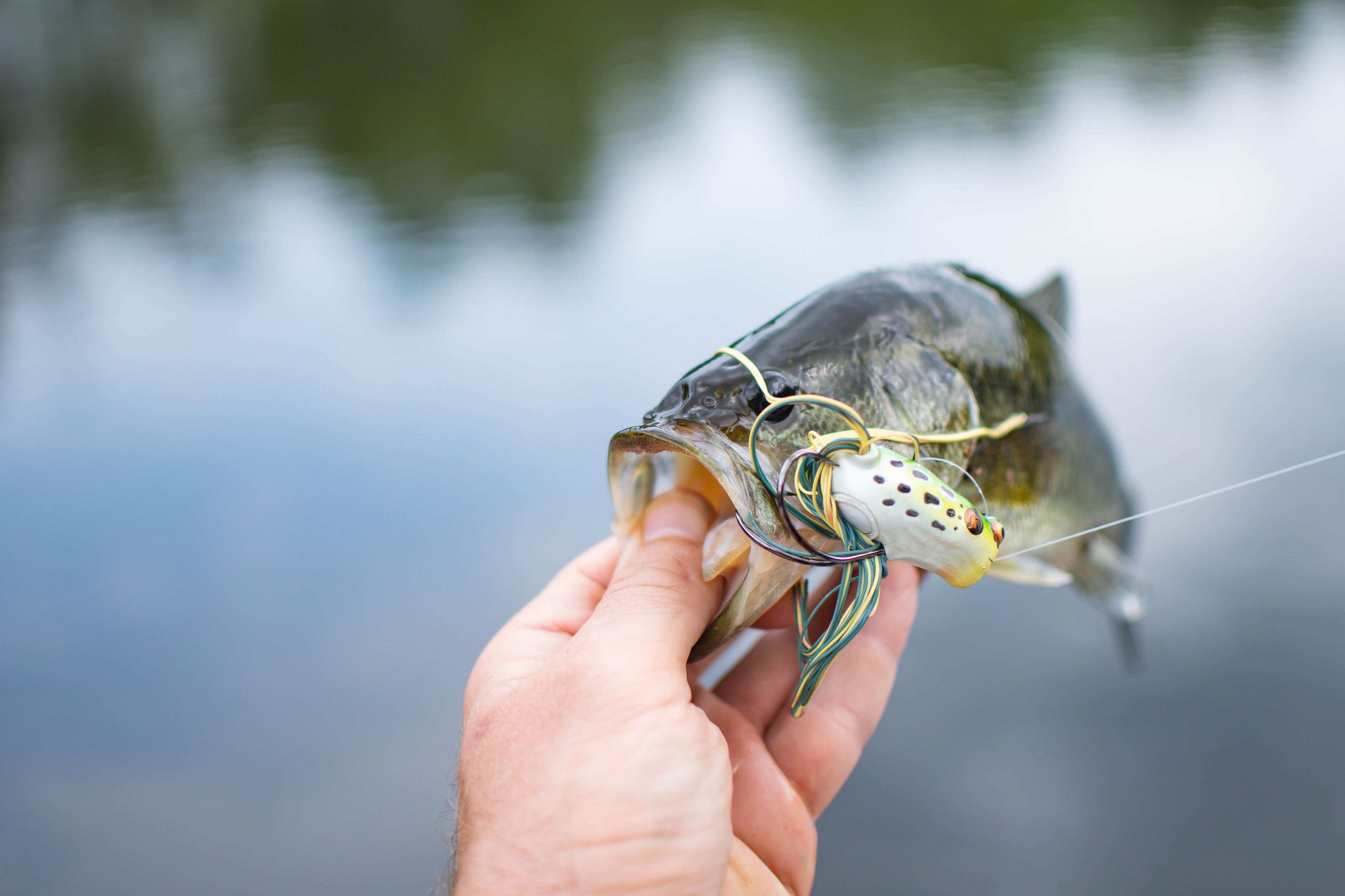 Largemouth bass caught on a frog lure, held above the water